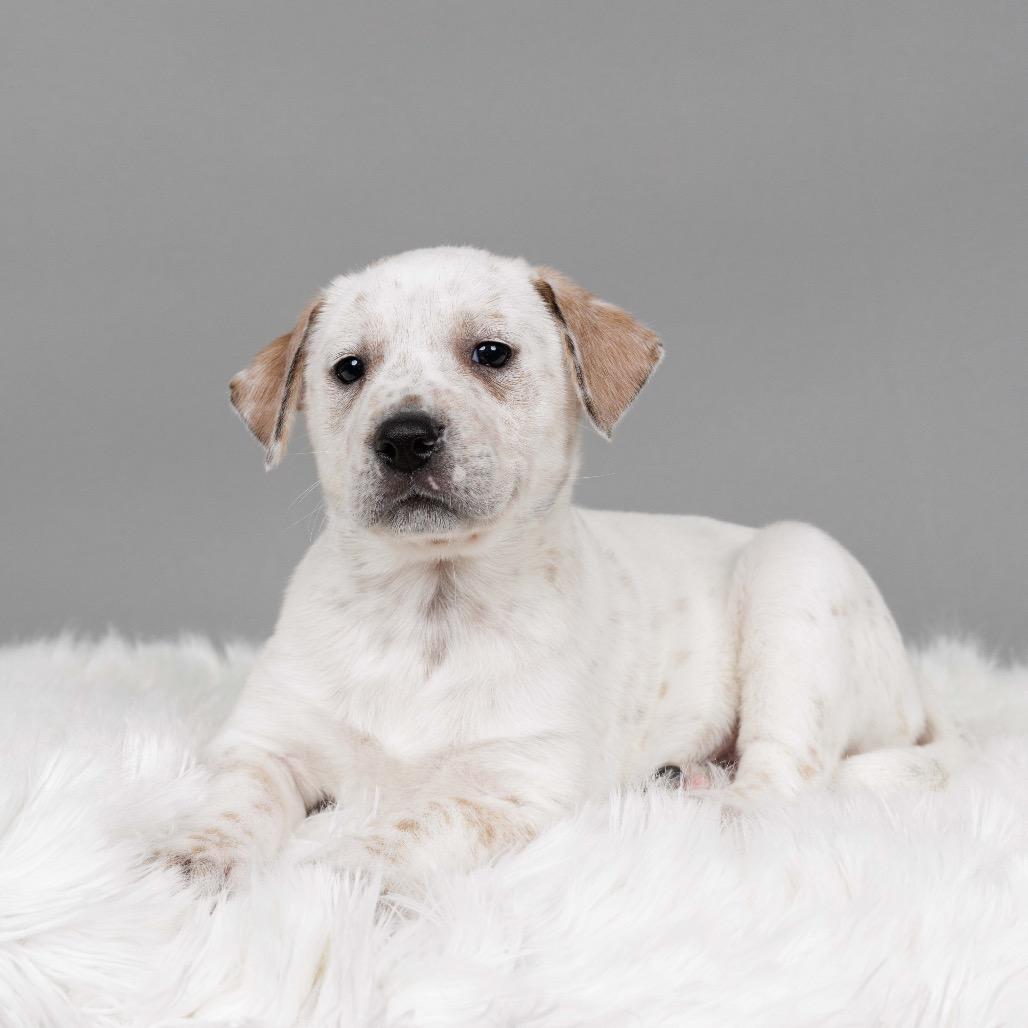 Enlarge Doris, a Adoptable Cattle Dog in Crystal, MN image 2/3