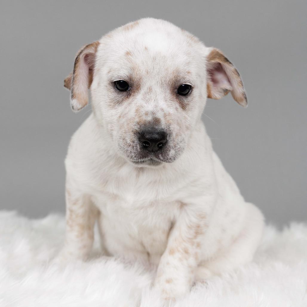 Enlarge Doris, a Adoptable Cattle Dog in Crystal, MN image 3/3
