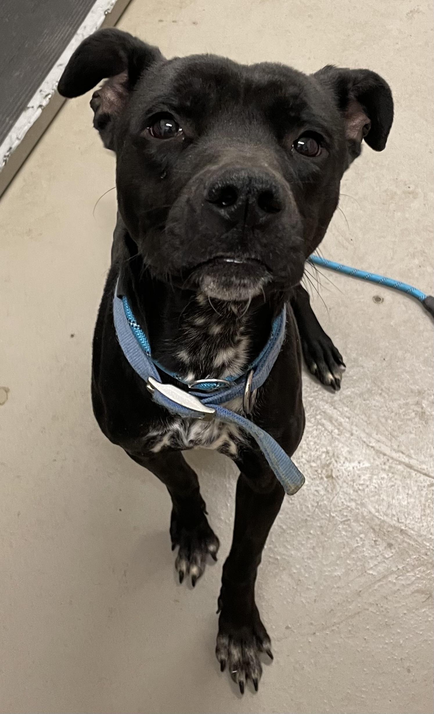 Freddie AVAILABLE, Adoptable, Young Male American Staffordshire Terrier.