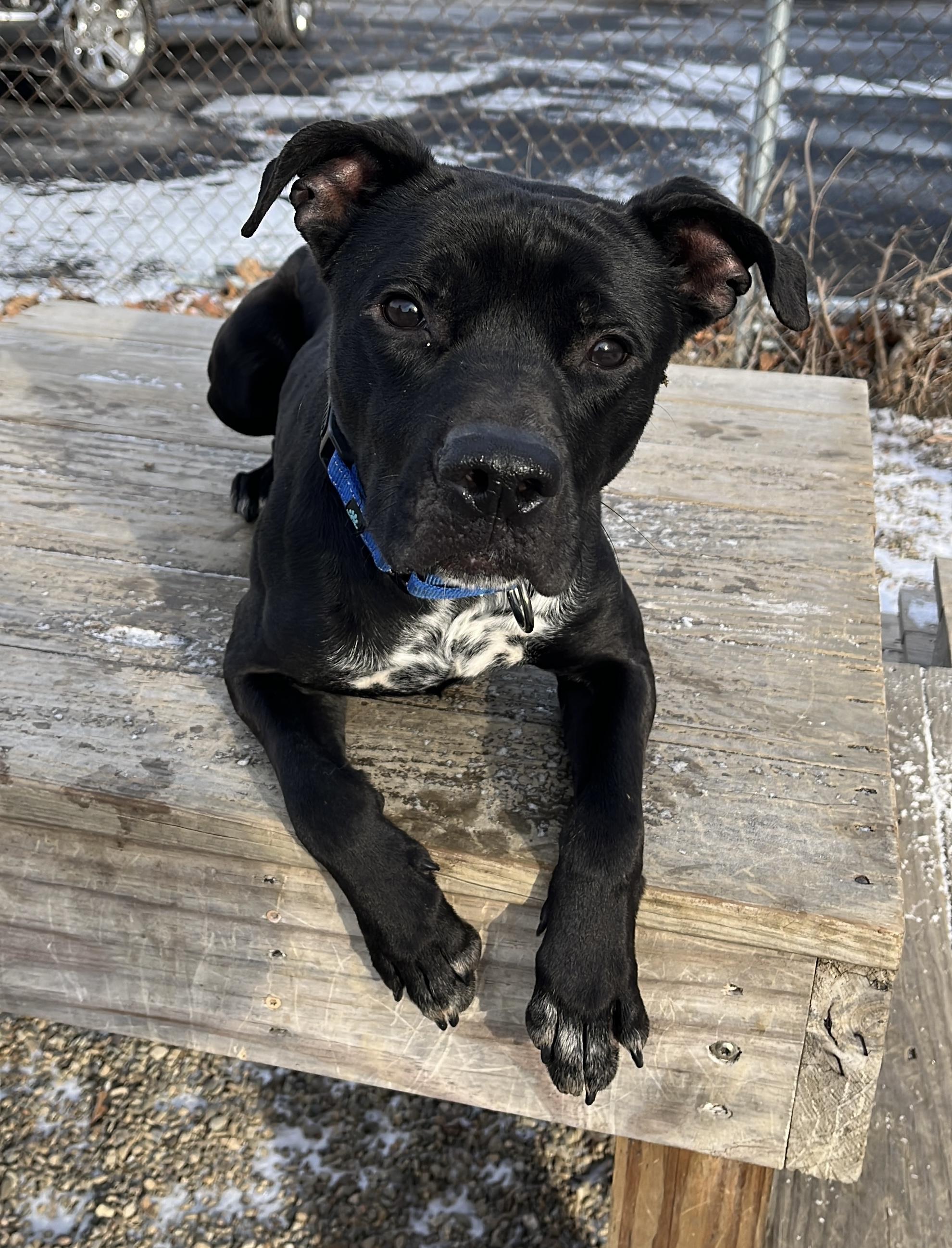 Enlarge Freddie ADOPTED , a Adoptable American Staffordshire Terrier in Canton, OH image 1/3