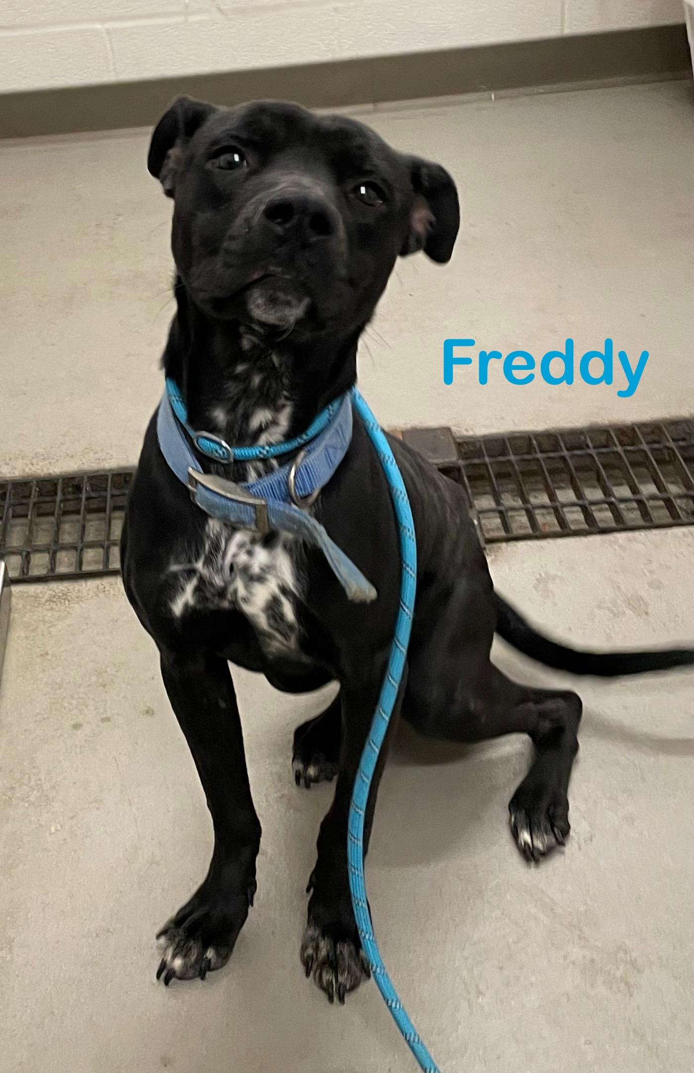 Freddie AVAILABLE, a Adoptable American Staffordshire Terrier in Canton, OH image 2/2
