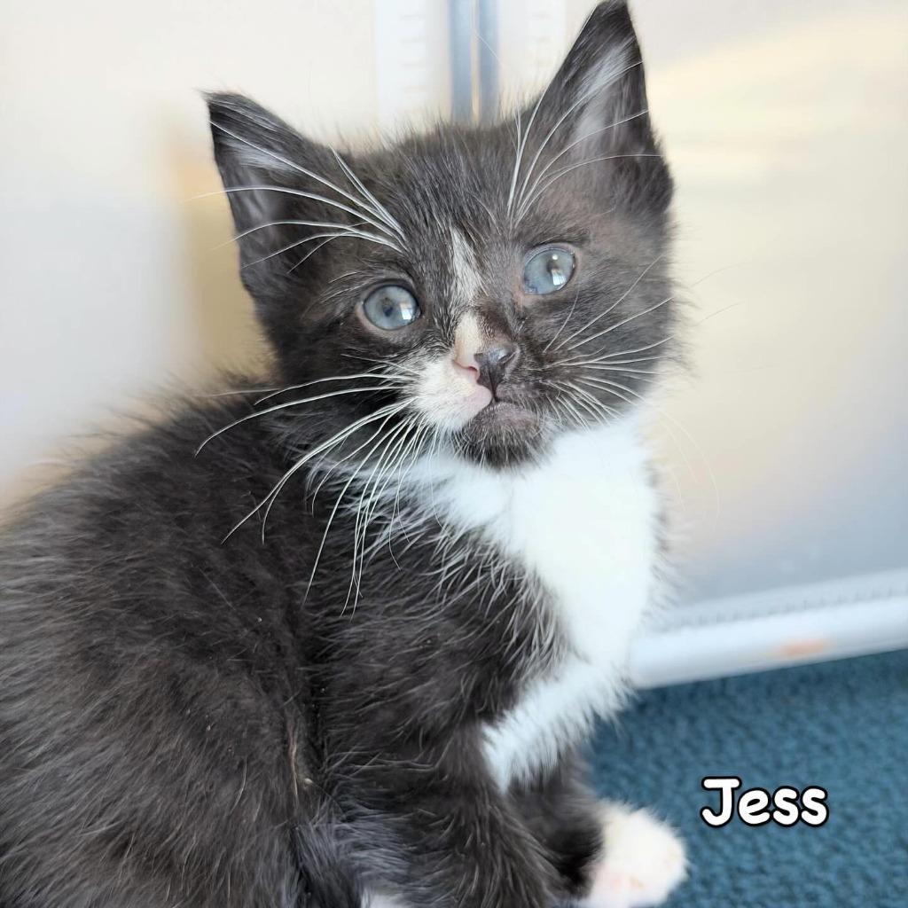Enlarge Jess, a Adoptable mixed breed in Mineral, VA image 1/1