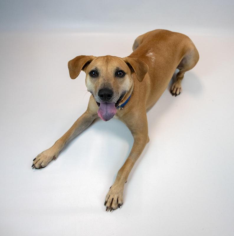 Enlarge Isaac, a Adoptable mixed breed in Kennesaw, GA image 3/6