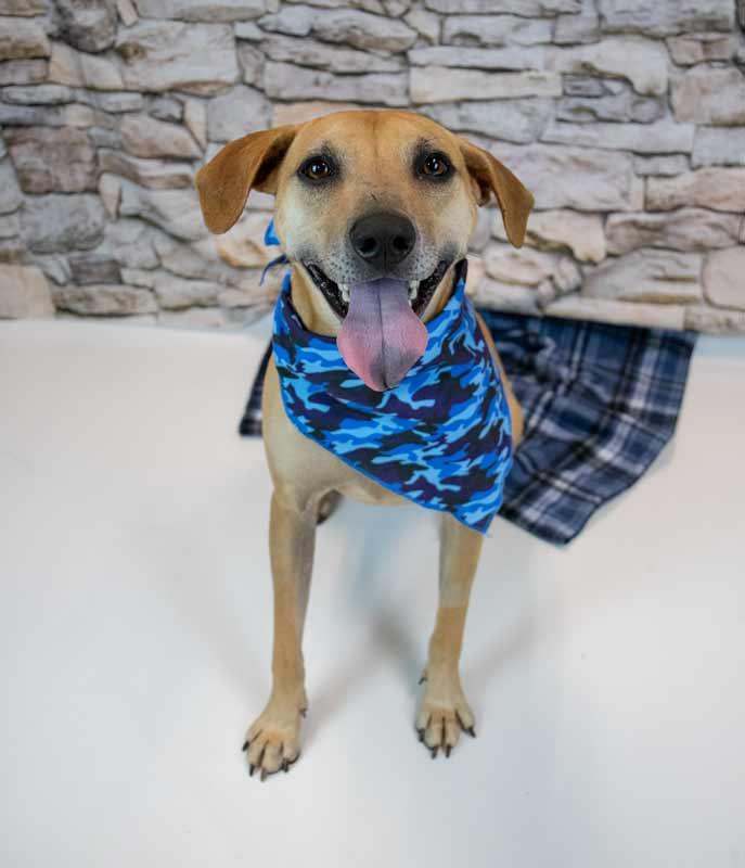 Enlarge Isaac, a Adoptable mixed breed in Kennesaw, GA image 2/6
