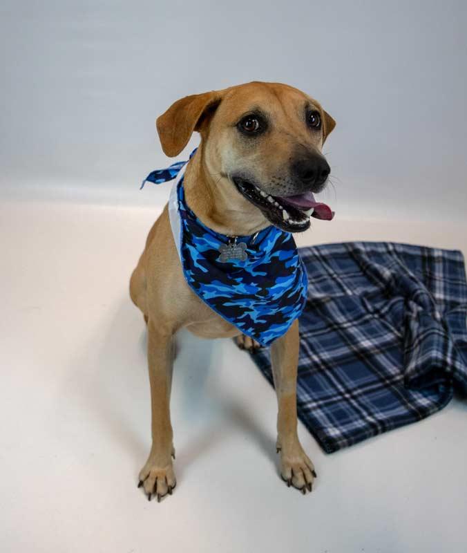 Enlarge Isaac, a Adoptable mixed breed in Kennesaw, GA image 5/6