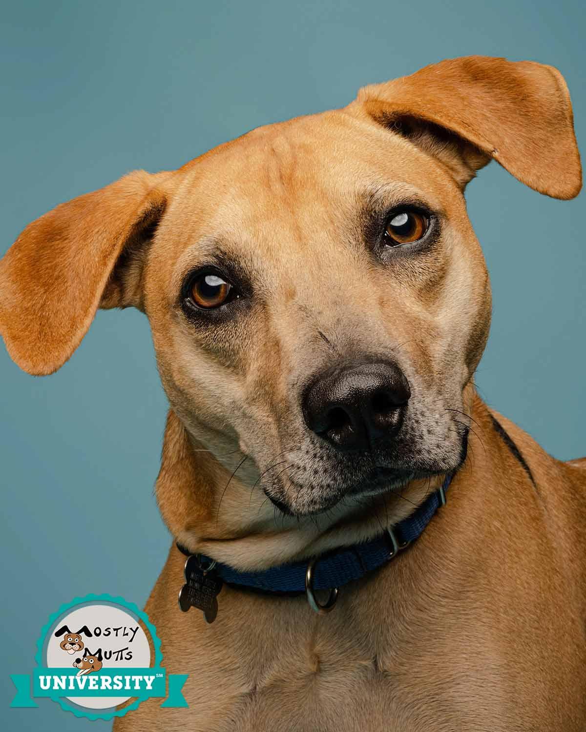 Enlarge Isaac, a Adoptable mixed breed in Kennesaw, GA image 1/6