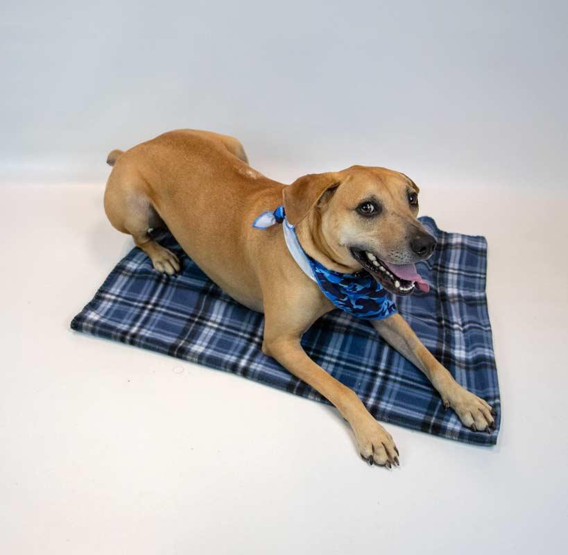 Enlarge Isaac, a Adoptable mixed breed in Kennesaw, GA image 4/6