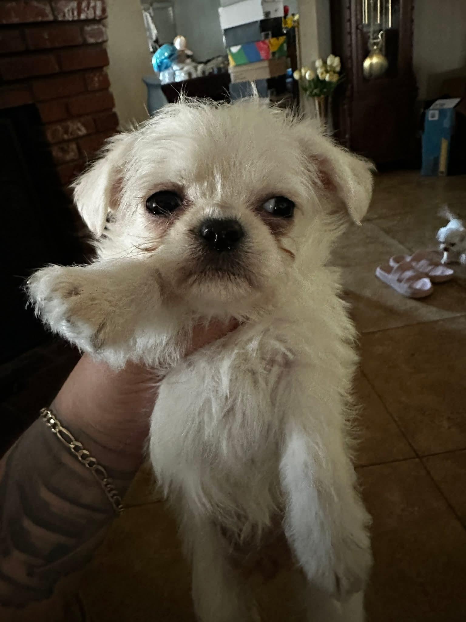 Minnie, a Adoptable mixed breed in Victorville, CA image 2/2