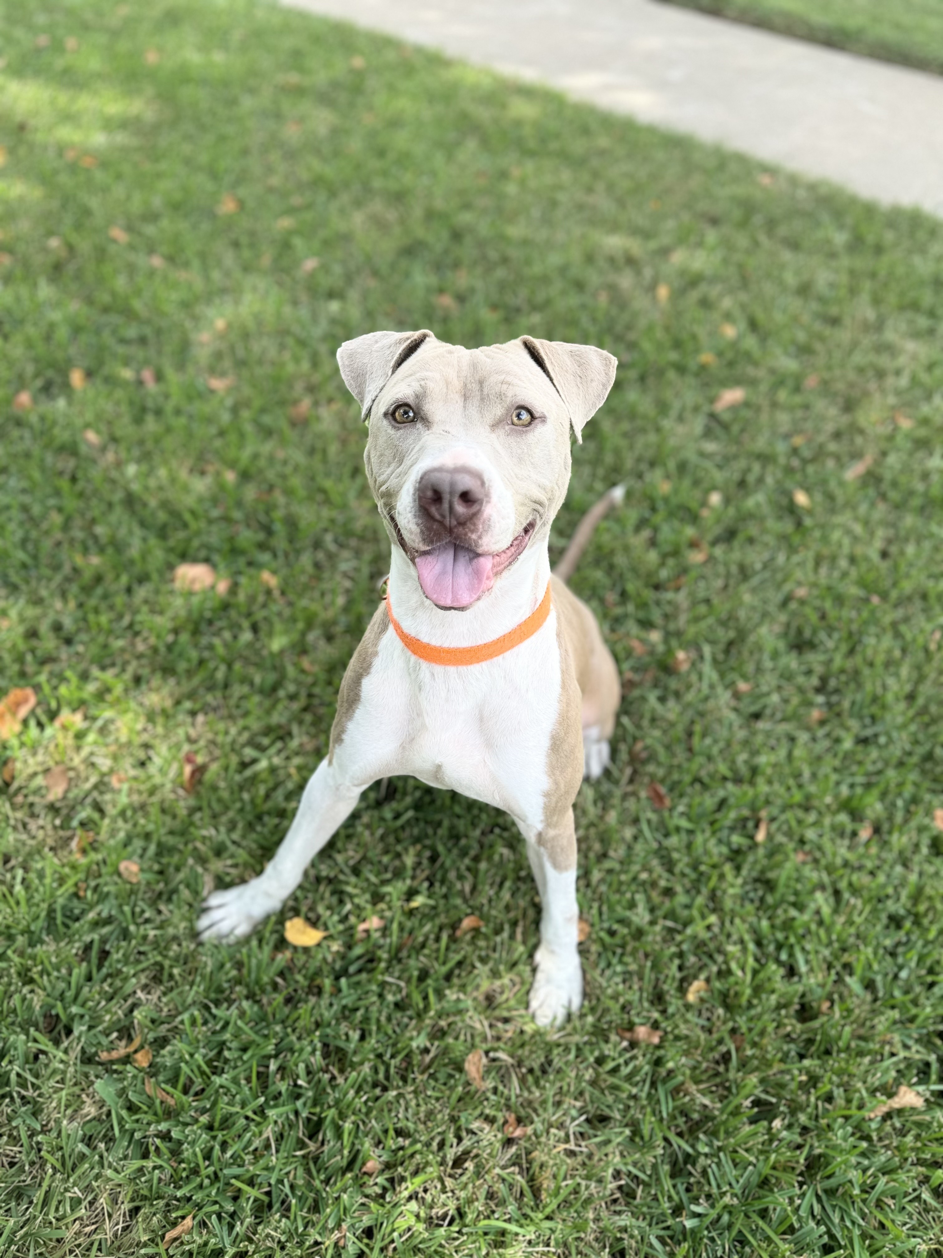 Dog for adoption Gunner, an American Staffordshire Terrier in Des