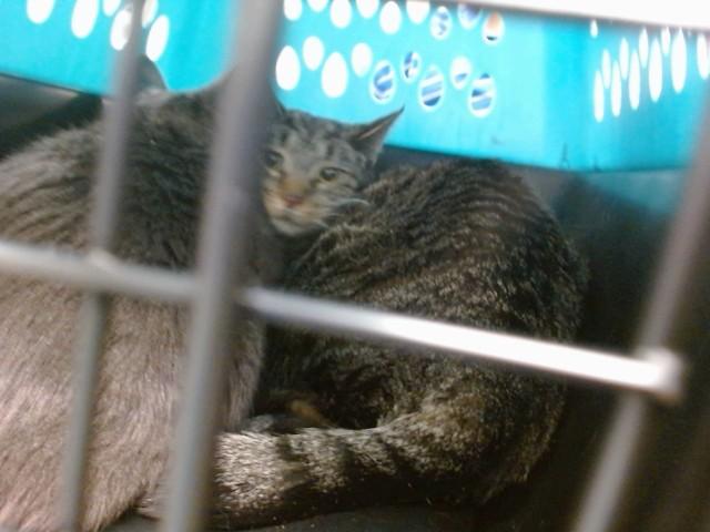 ZELDA, Adoptable, Adult Female Domestic Short Hair & Domestic Short Hair.