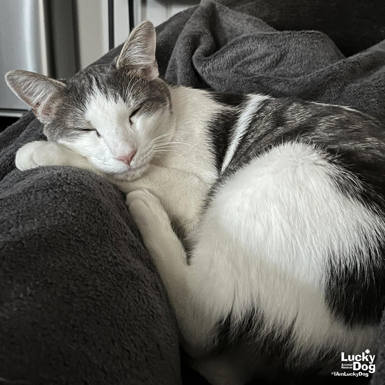 Cypress, Adoptable, Adult Male Domestic Short Hair.