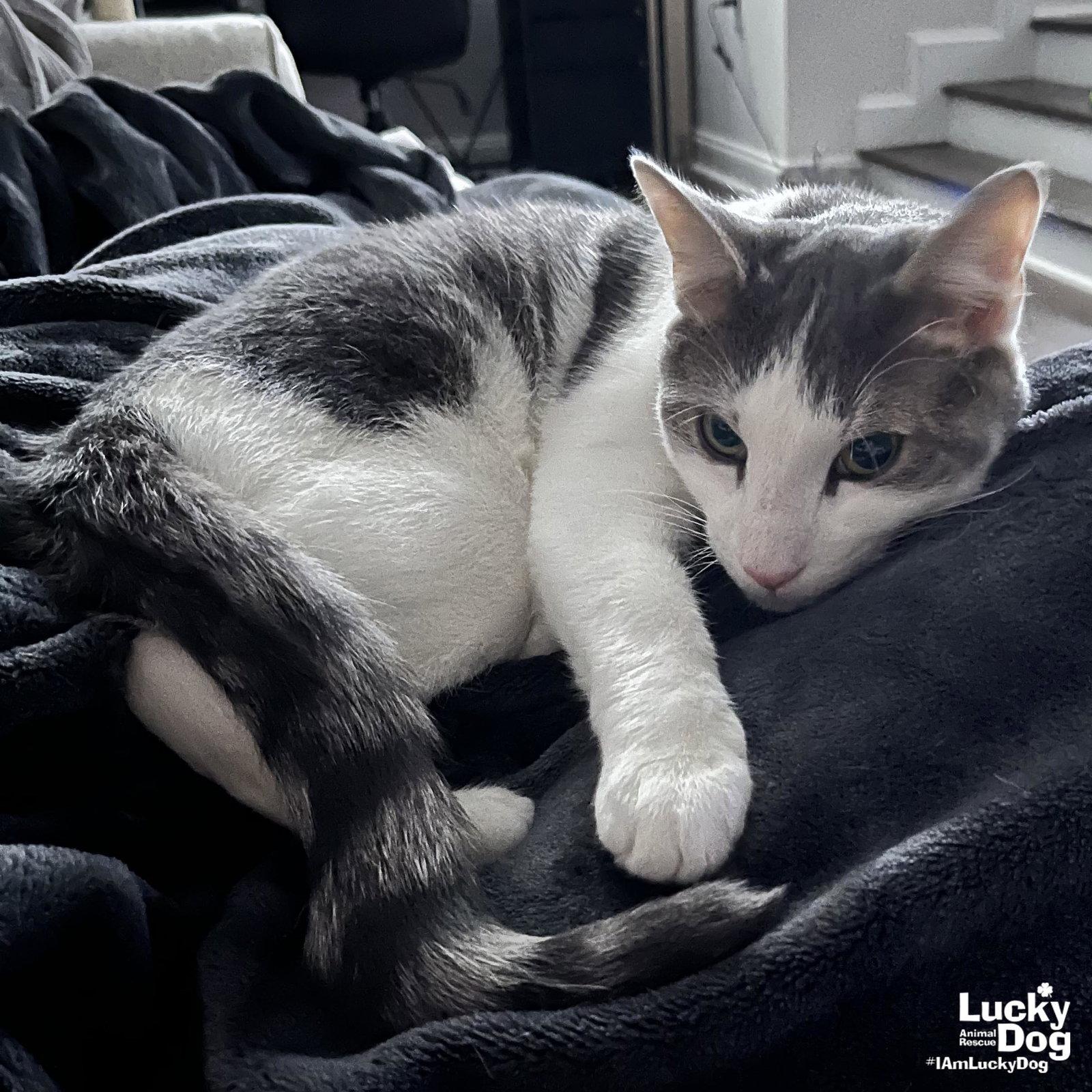Enlarge Cypress, a Adoptable Domestic Short Hair in Washington, DC image 2/3