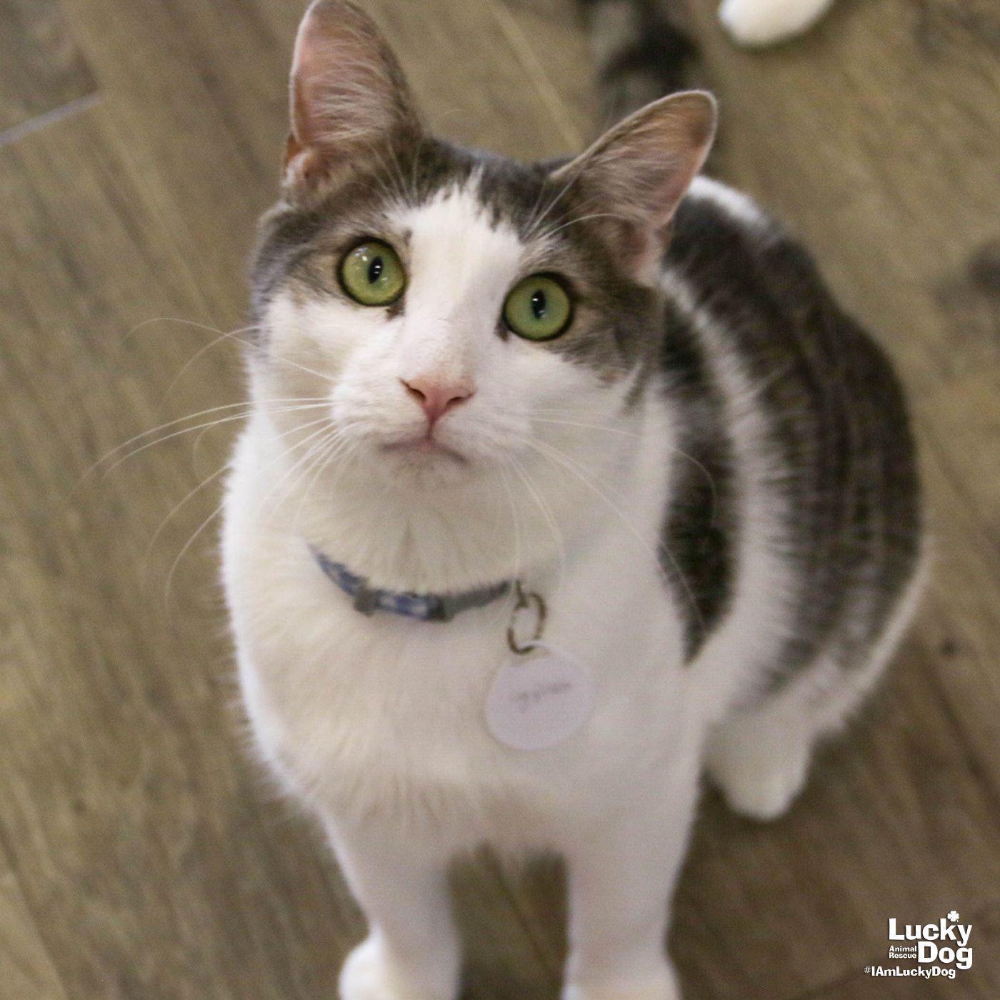 Enlarge Cypress, a Adoptable Domestic Short Hair in Washington, DC image 3/3
