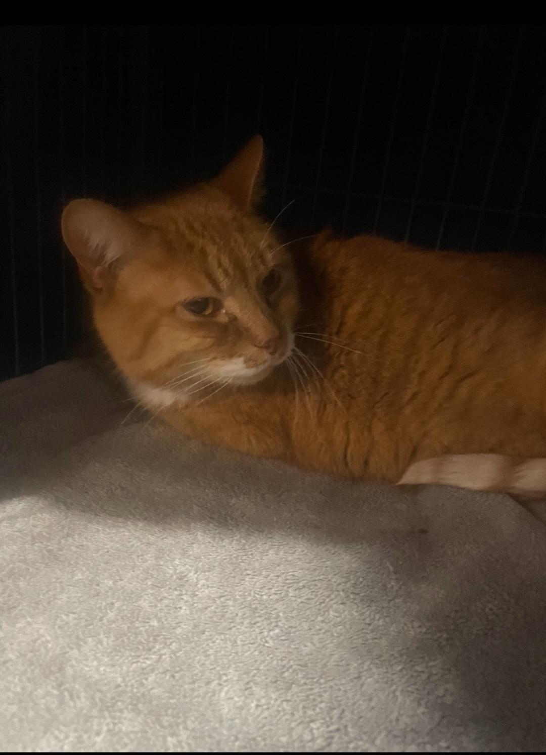 Enlarge Red, a Adoptable Domestic Short Hair in Billings, MT image 1/1