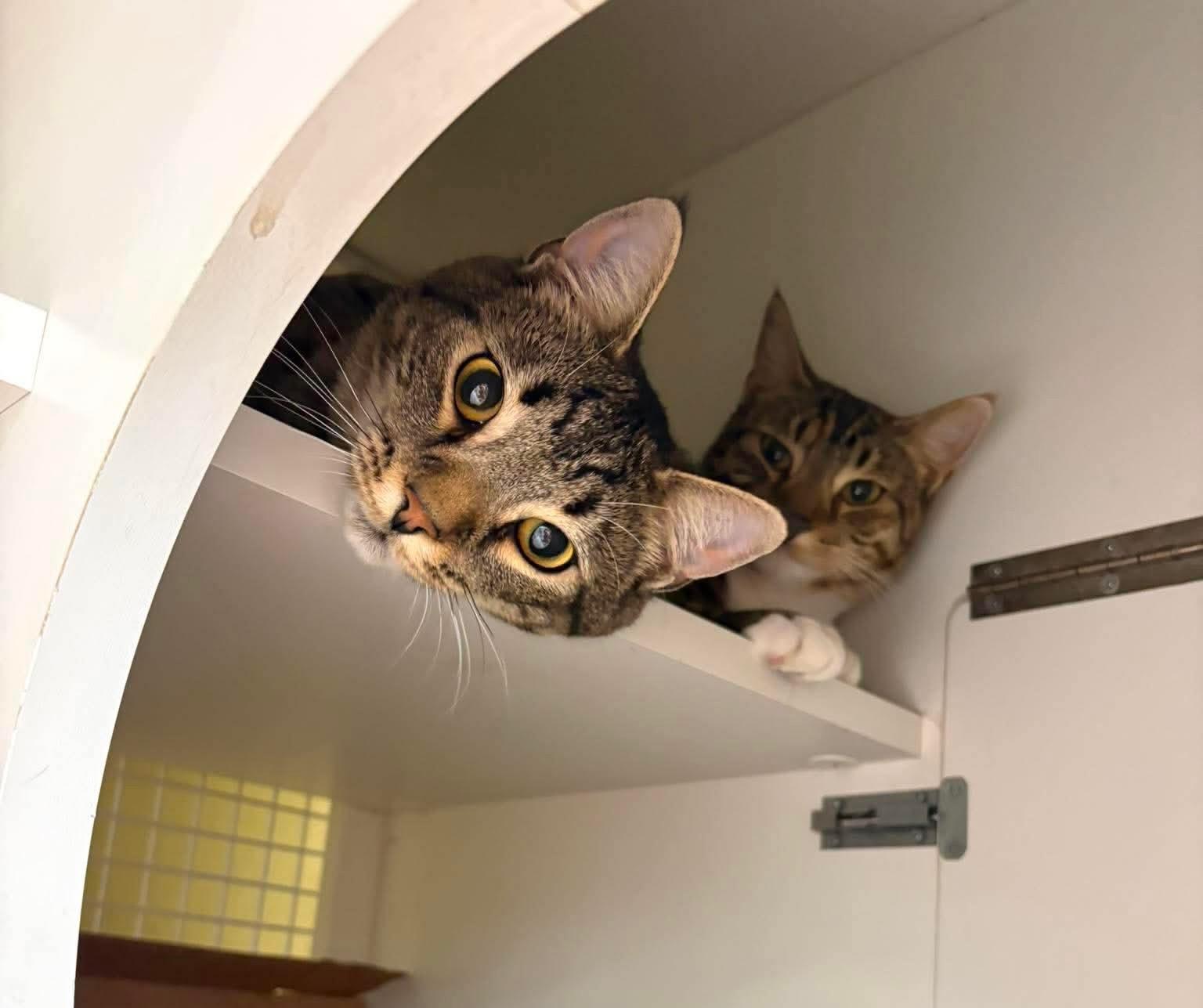 Indie and Ollie BONDED PAIR, a ADOPTABLE Tabby in Avondale, PA image 6/6