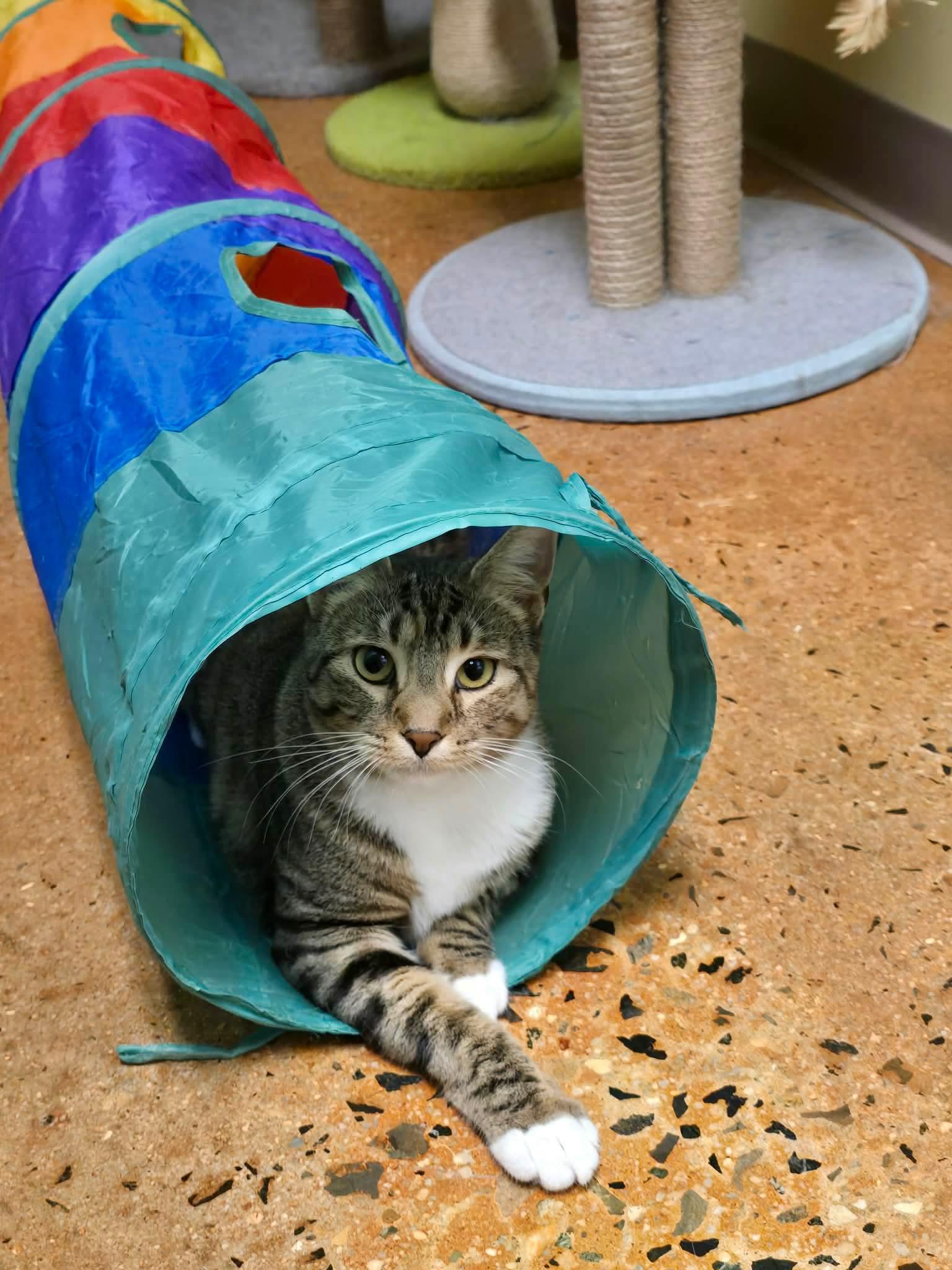 Indie and Ollie BONDED PAIR, a ADOPTABLE Tabby in Avondale, PA image 4/6