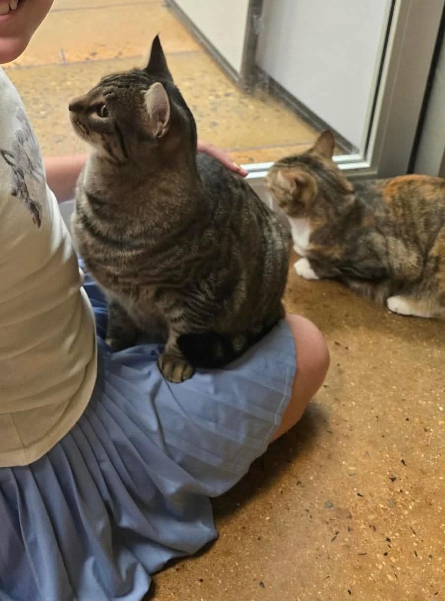 Indie and Ollie BONDED PAIR, a ADOPTABLE Tabby in Avondale, PA image 2/6