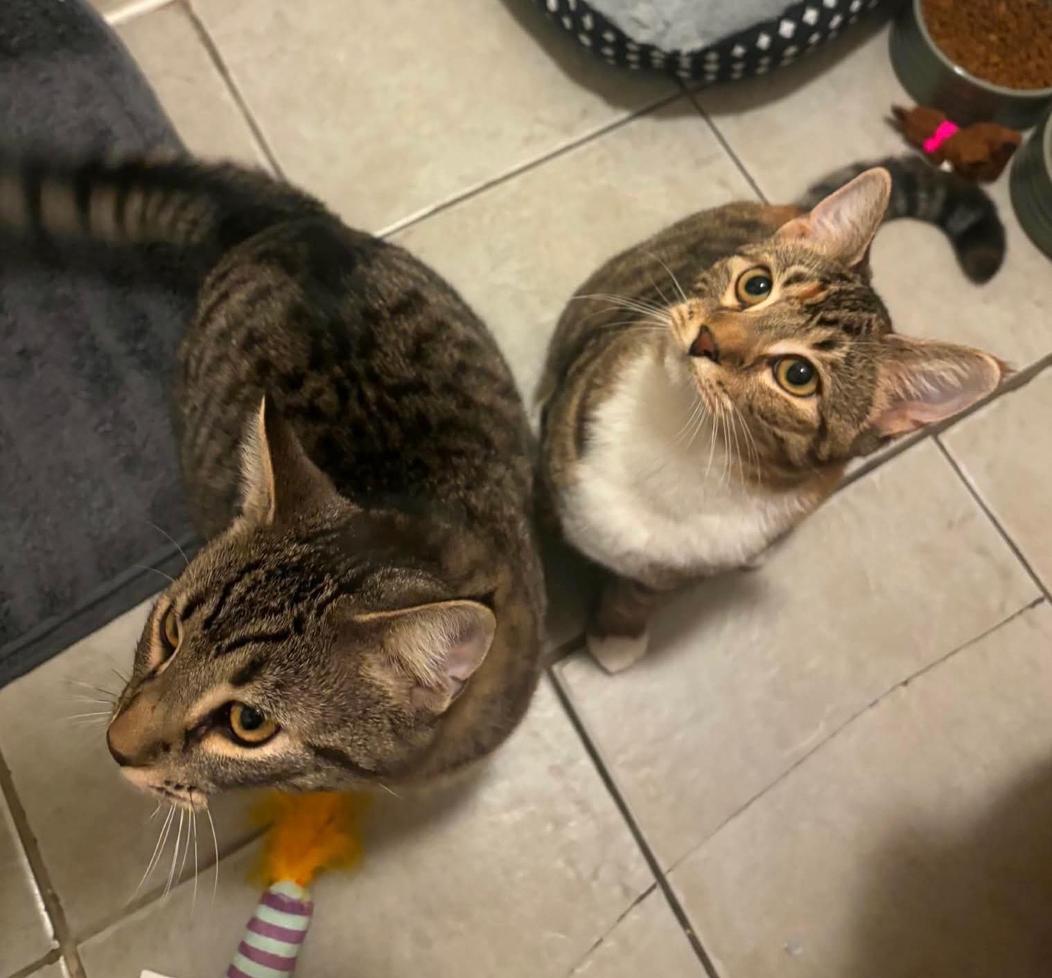 Indie and Ollie BONDED PAIR, a ADOPTABLE Tabby in Avondale, PA image 1/6
