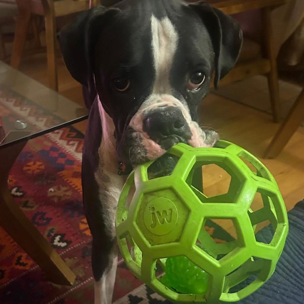 Enlarge Bruno, a Adoptable Boxer in Pacific Grove, CA image 2/6
