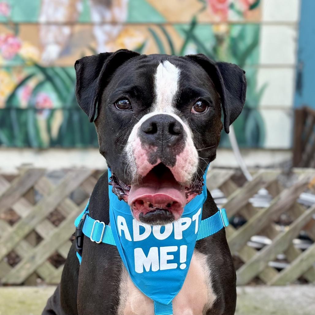 Enlarge Bruno, a Adoptable Boxer in Pacific Grove, CA image 3/6