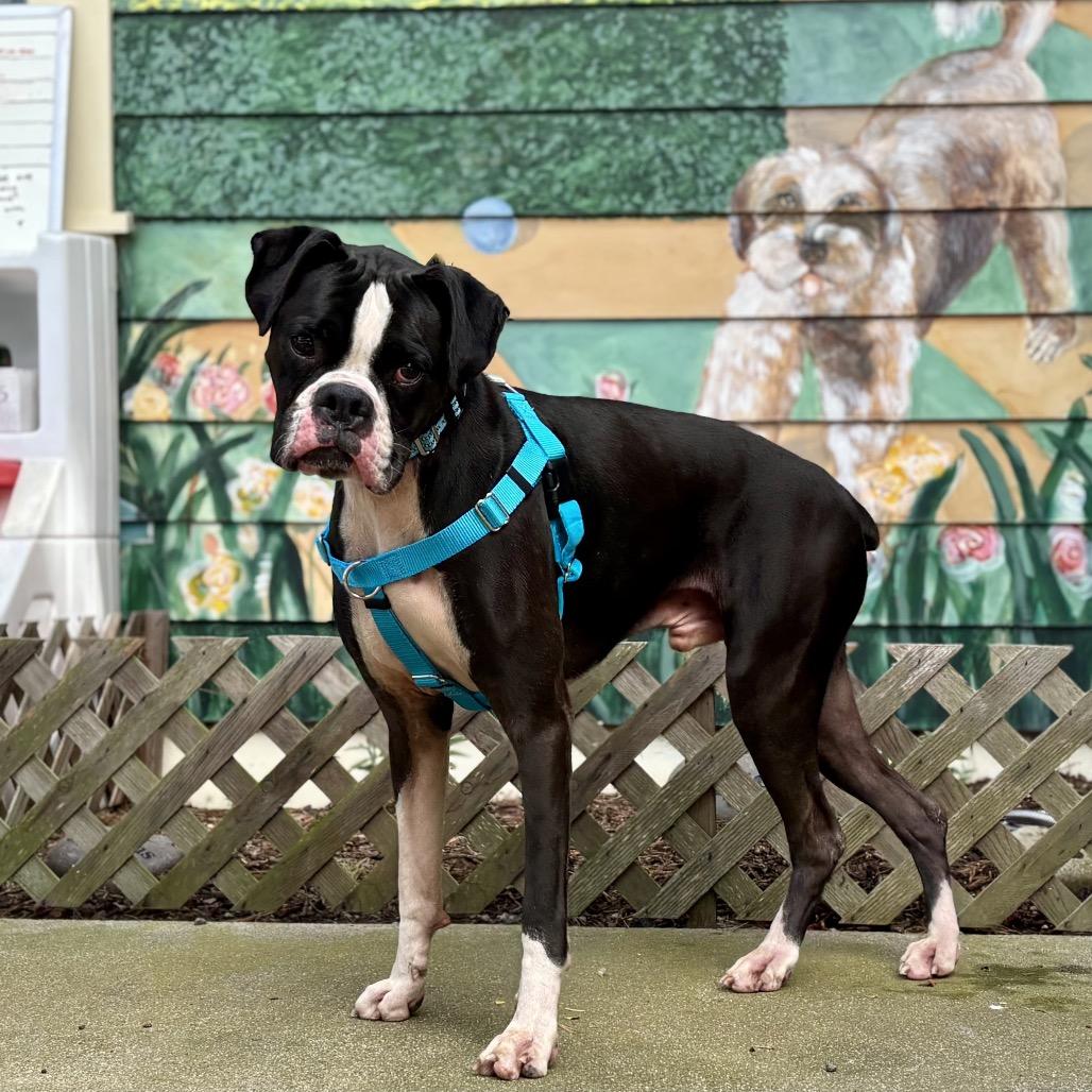 Enlarge Bruno, a Adoptable Boxer in Pacific Grove, CA image 4/6