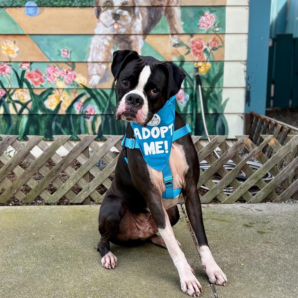 Enlarge Bruno, a Adoptable Boxer in Pacific Grove, CA image 5/6