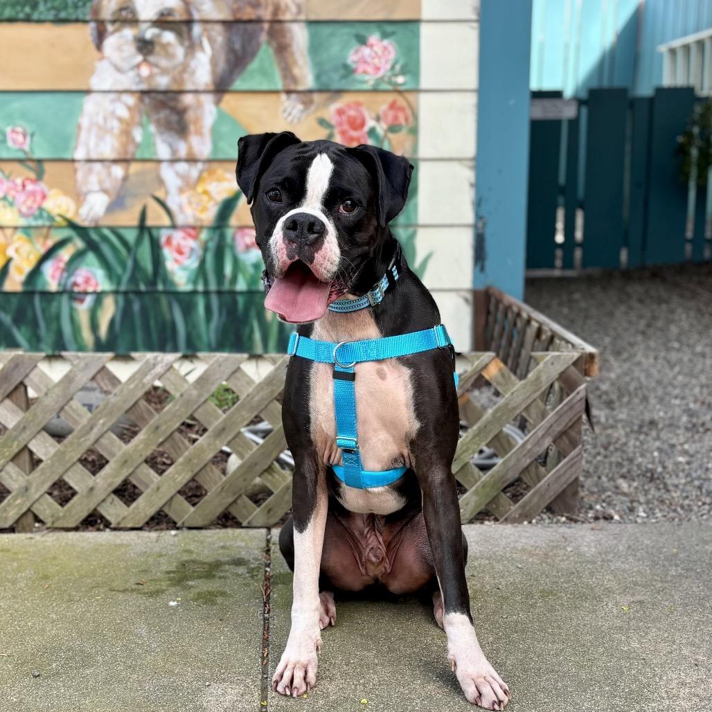 Enlarge Bruno, a Adoptable Boxer in Pacific Grove, CA image 6/6
