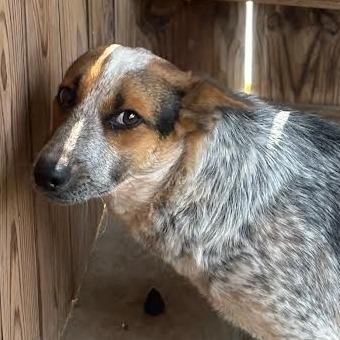 Enlarge Raven, a Adoptable mixed breed in Marshall, TX image 1/1