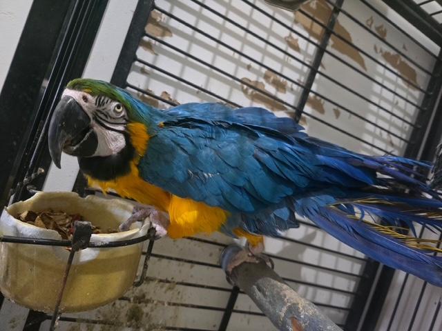 Enlarge Buddy (Anchorage), a ADOPTABLE Macaw in Anchorage, AK image 3/4