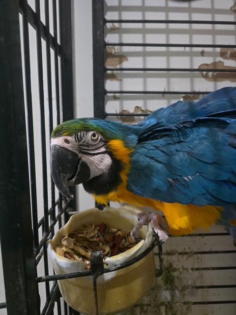 Enlarge Buddy (Anchorage), a ADOPTABLE Macaw in Anchorage, AK image 1/4