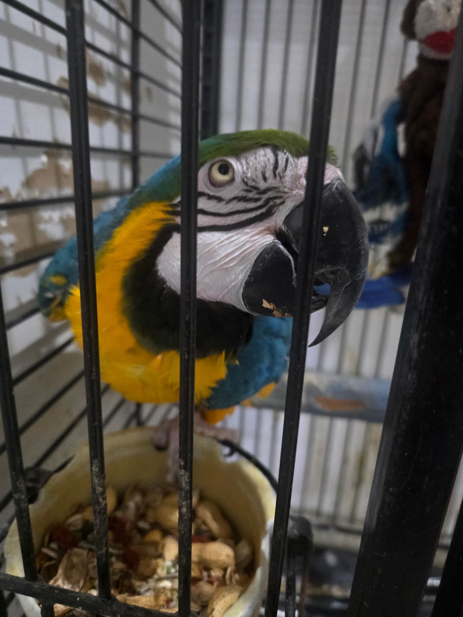 Enlarge Buddy (Anchorage), a ADOPTABLE Macaw in Anchorage, AK image 2/4