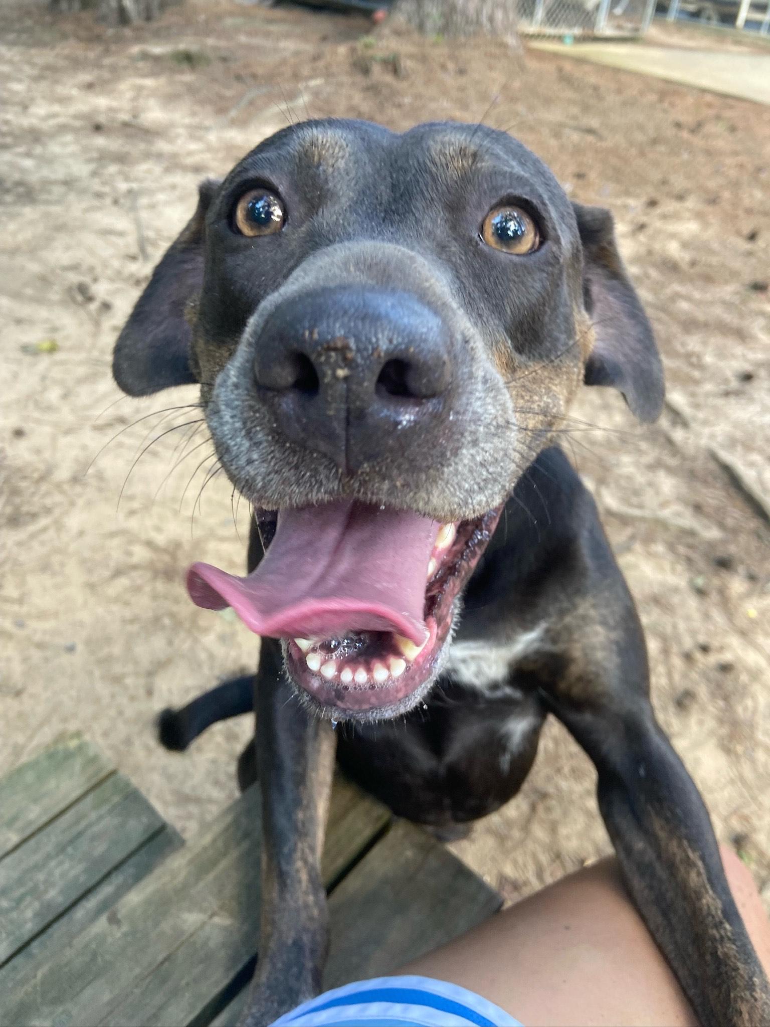 Enlarge Darla, a ADOPTABLE mixed breed in Ruston, LA image 3/3