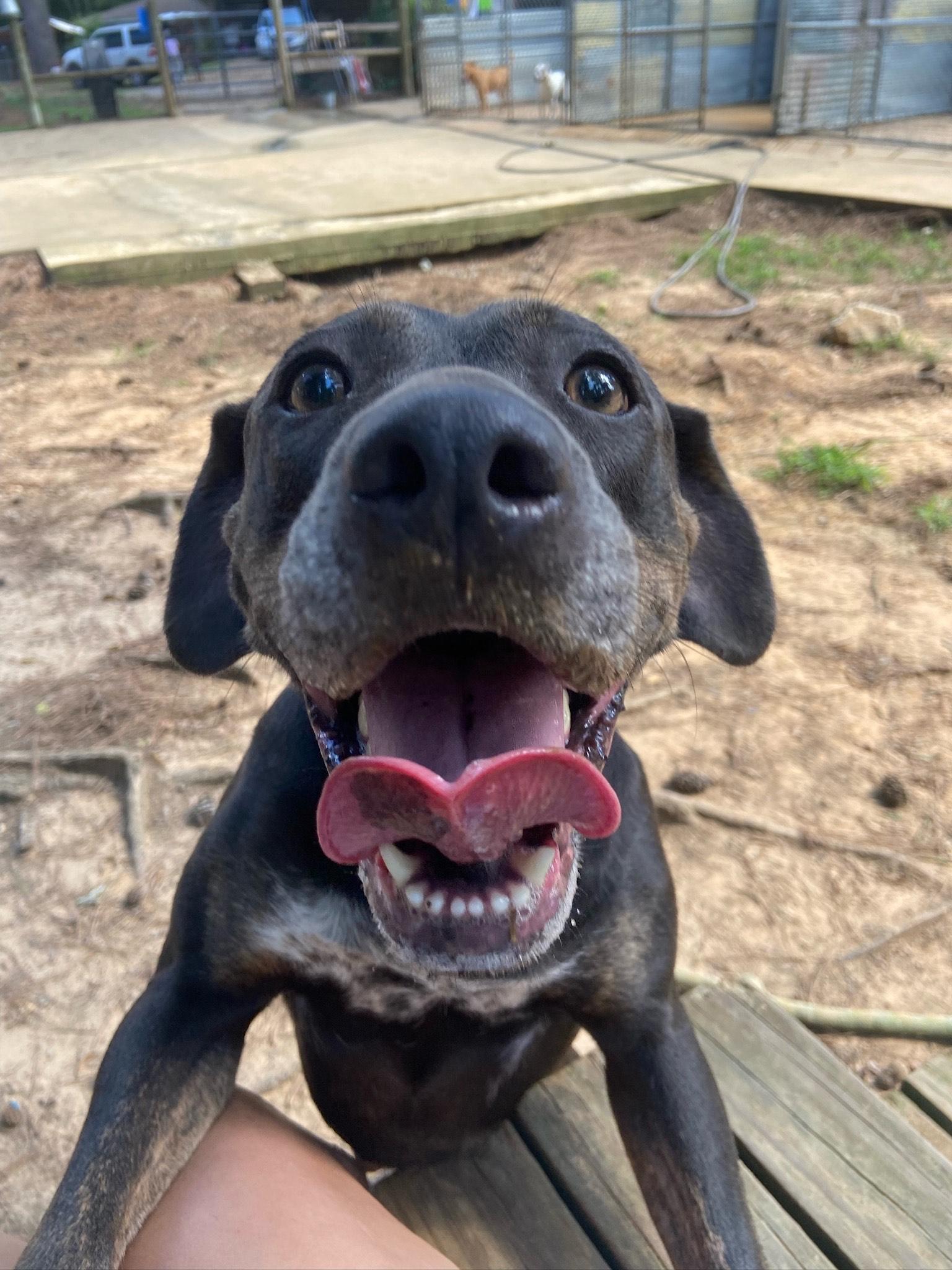 Enlarge Darla, a ADOPTABLE mixed breed in Ruston, LA image 2/3