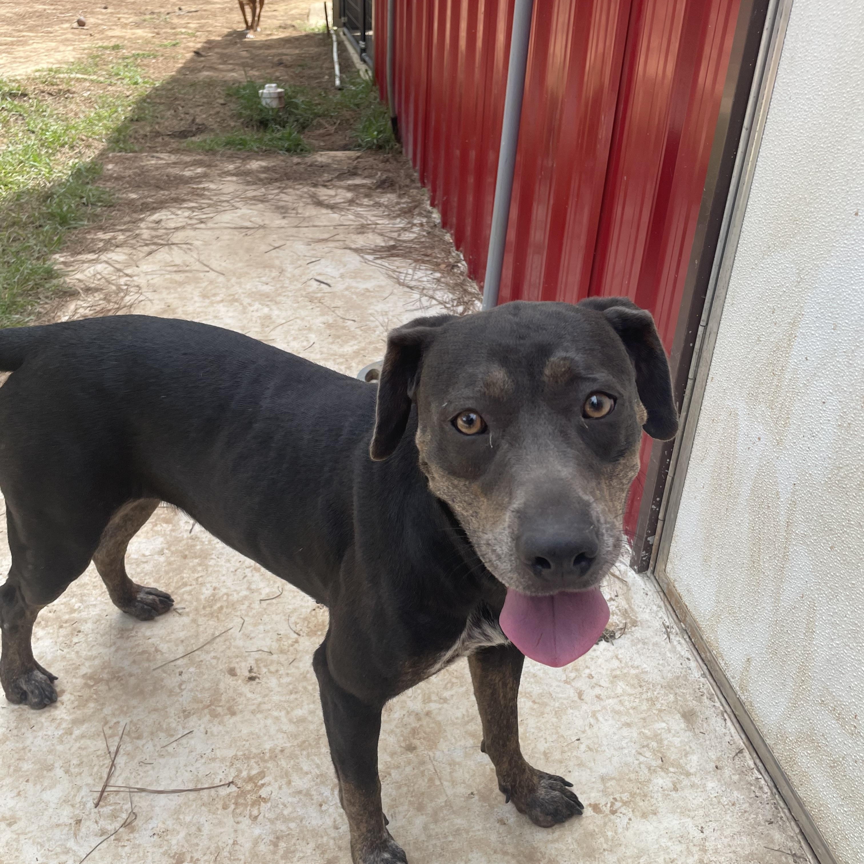 Darla, ADOPTABLE, Adult Female Pit Bull Terrier & American Bulldog.