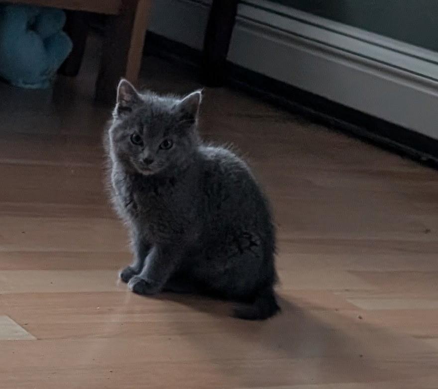 Enlarge Marvin & Mildred , a Adoptable Domestic Short Hair in Acushnet, MA image 3/4