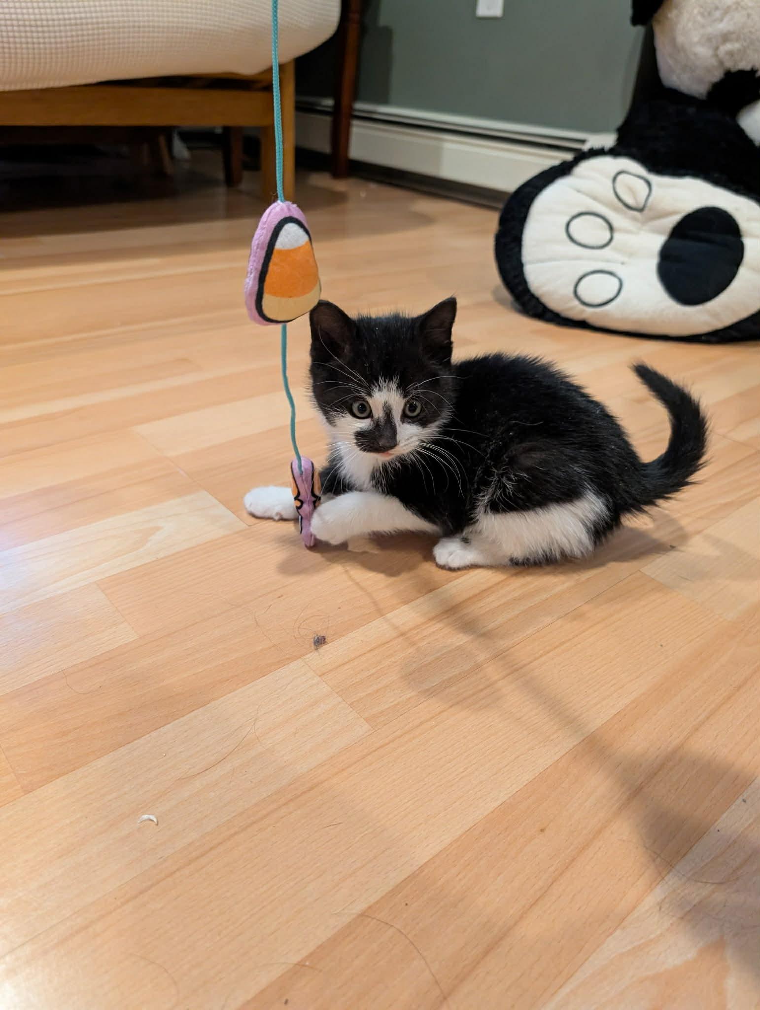 Enlarge Marvin & Mildred , a Adoptable Domestic Short Hair in Acushnet, MA image 4/4