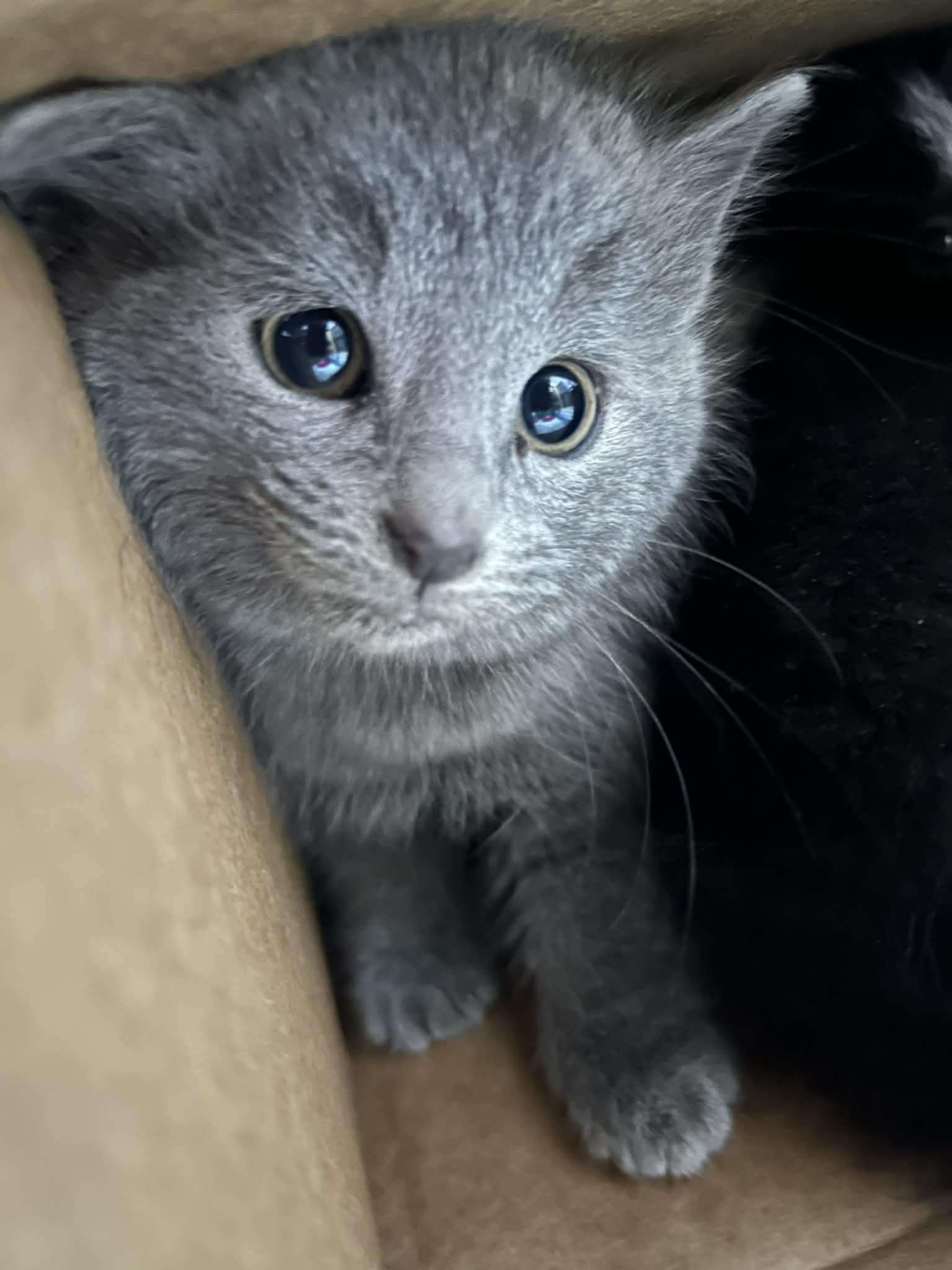 Enlarge Marvin & Mildred , a Adoptable Domestic Short Hair in Acushnet, MA image 2/4