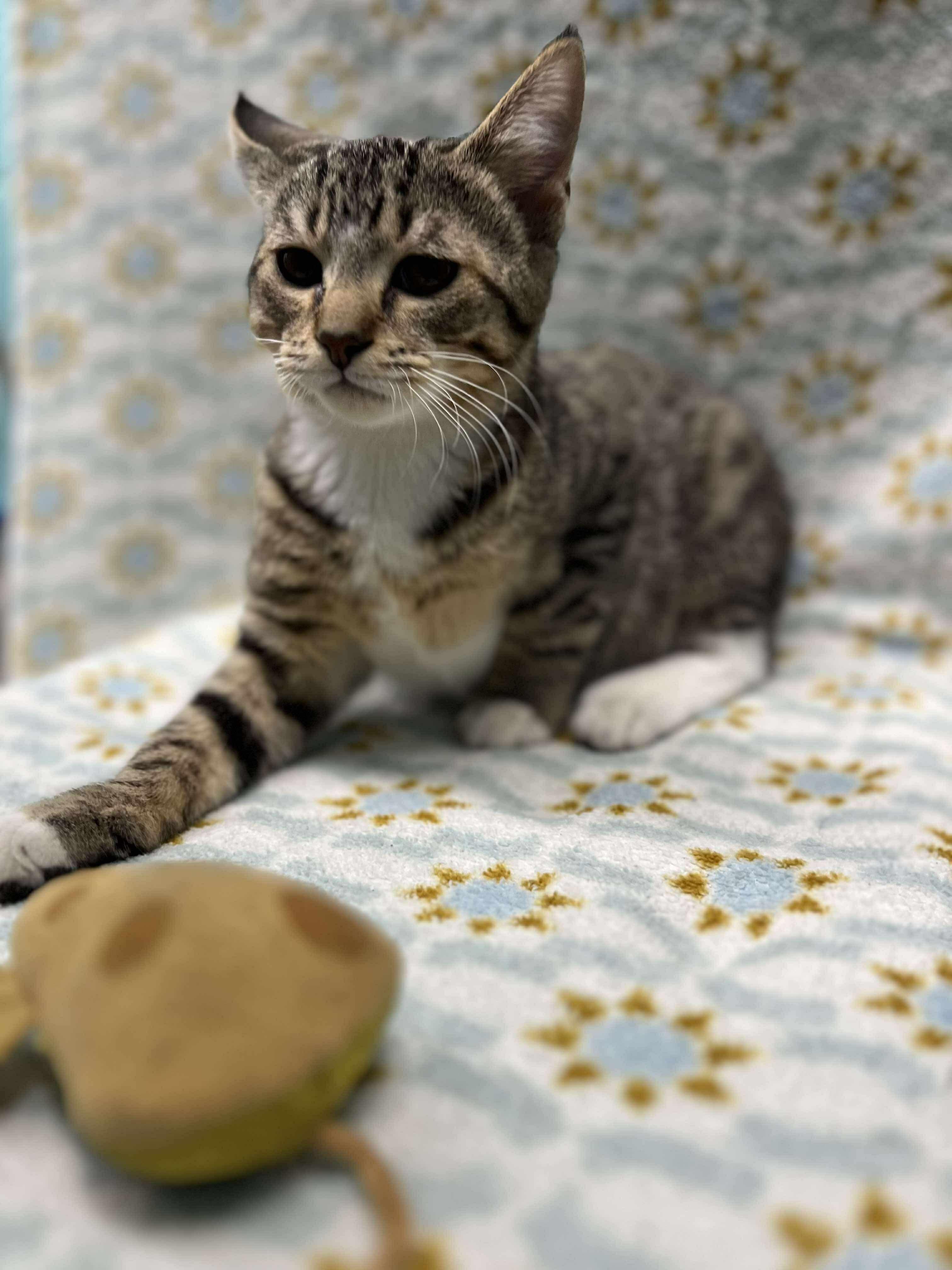 Eggs (Tiff-fostered in New England)