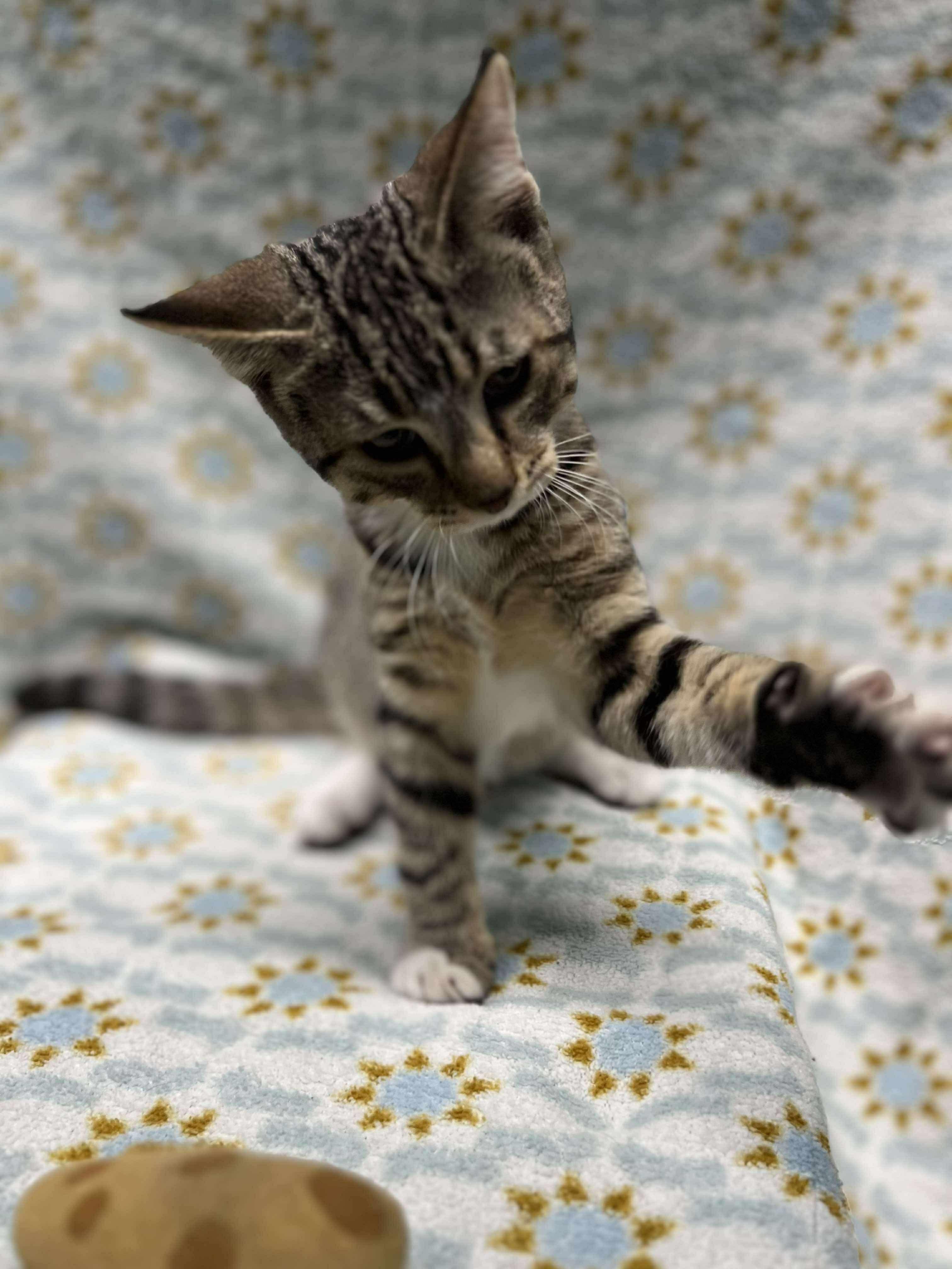 Eggs (Tiff-fostered in New England)