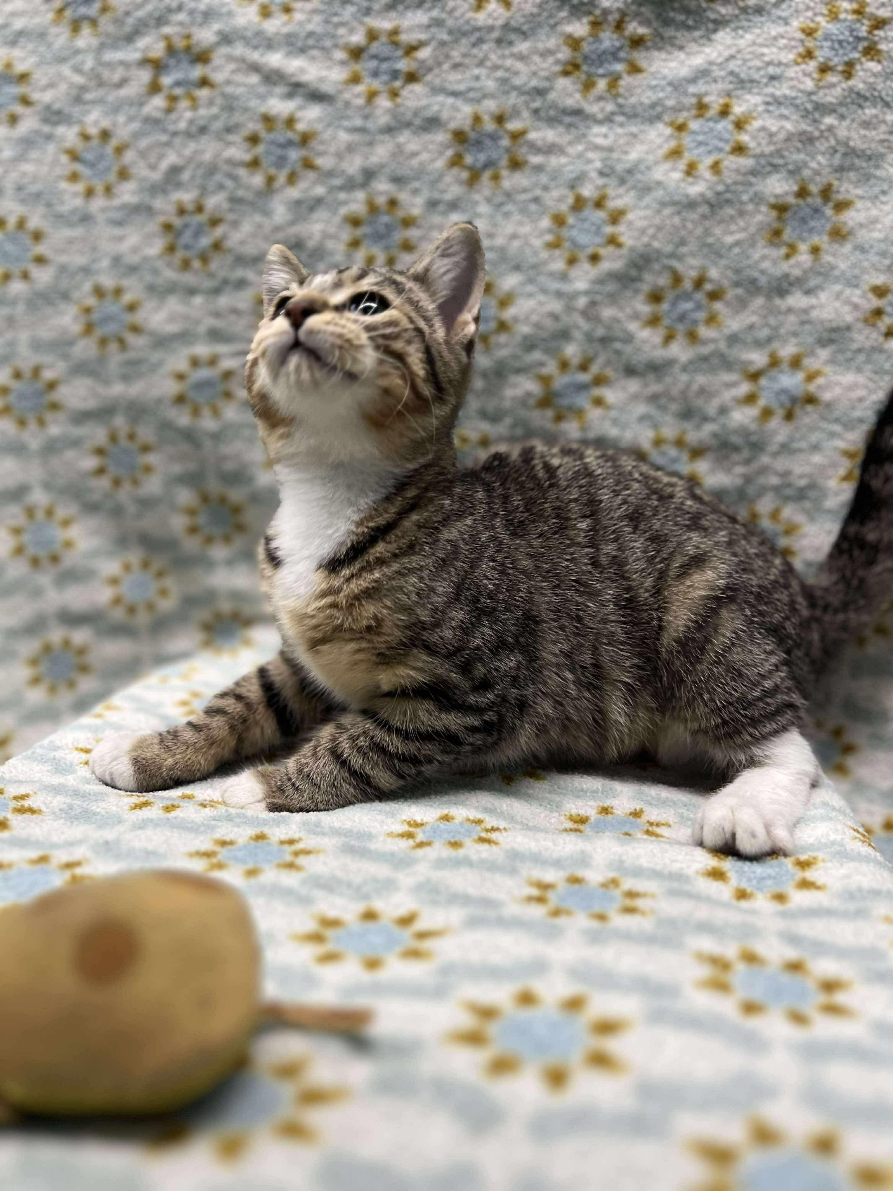 Eggs (Tiff-fostered in New England)