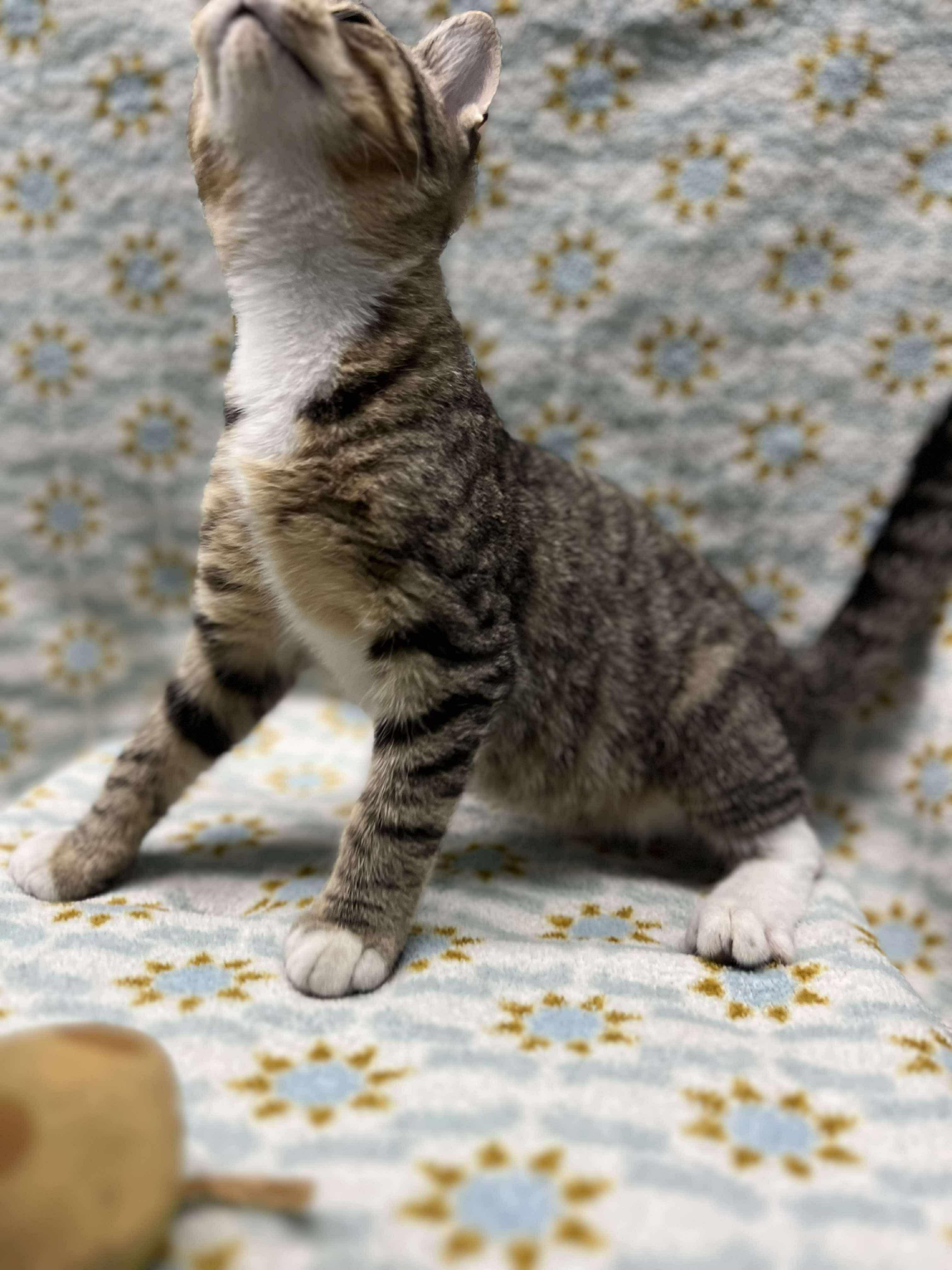Eggs (Tiff-fostered in New England)