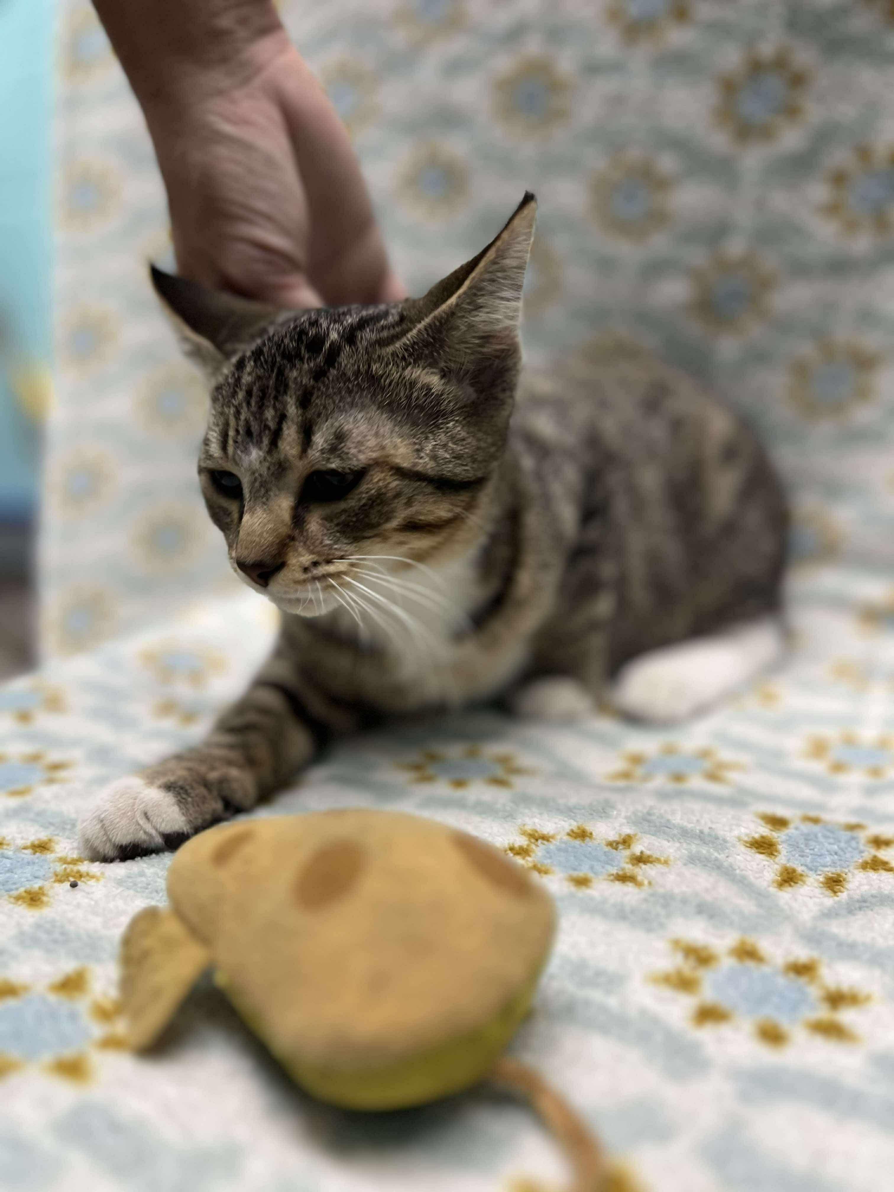 Eggs (Tiff-fostered in New England)