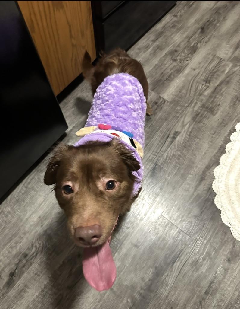 Tetra - In Foster, Adoptable, Adult Female Labrador Retriever.