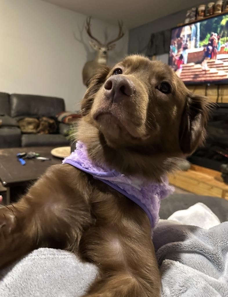 Enlarge Tetra - In Foster, a Adoptable Labrador Retriever in Grand Forks, ND image 2/6