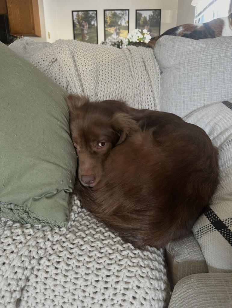 Enlarge Tetra - In Foster, a Adoptable Labrador Retriever in Grand Forks, ND image 3/6