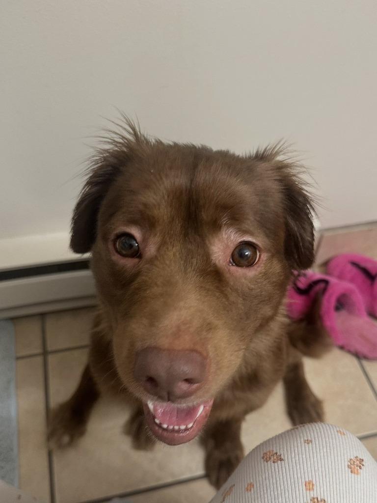 Enlarge Tetra - In Foster, a Adoptable Labrador Retriever in Grand Forks, ND image 4/6