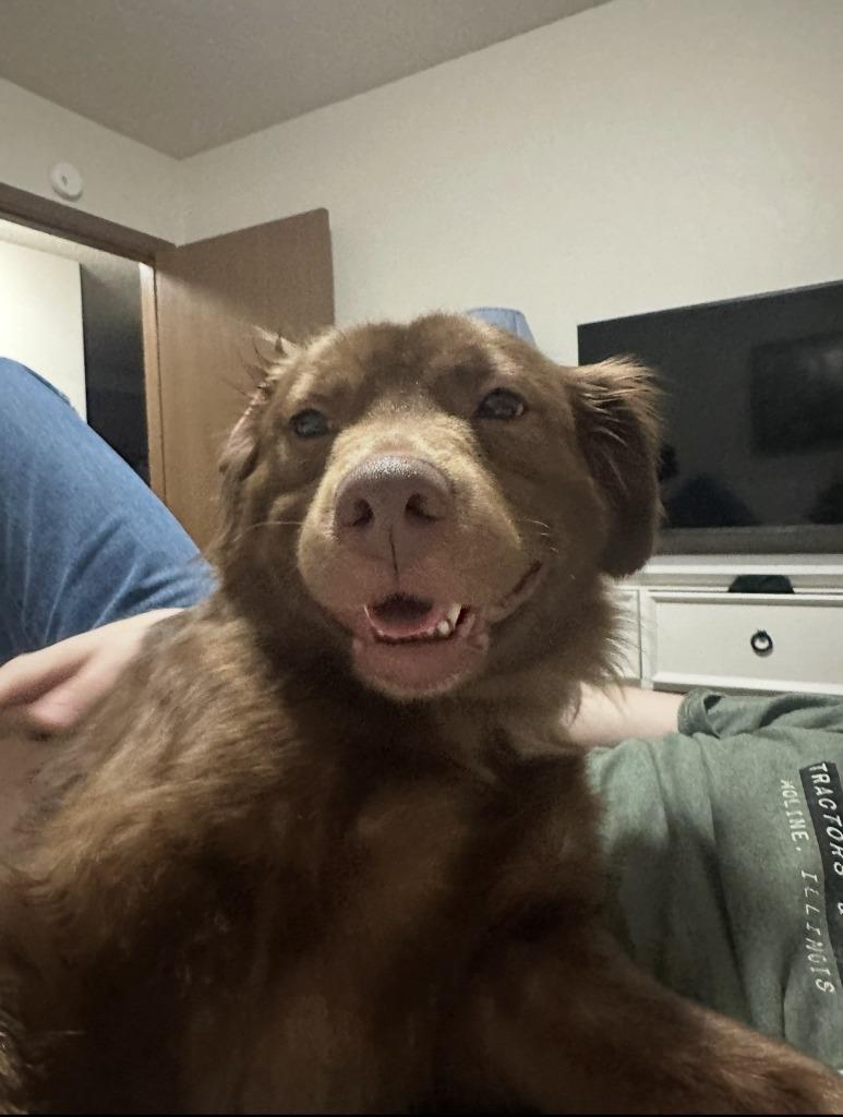 Enlarge Tetra - In Foster, a Adoptable Labrador Retriever in Grand Forks, ND image 5/6