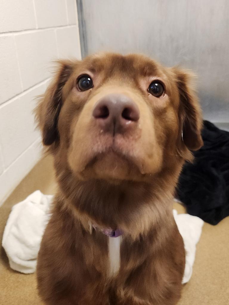 Enlarge Tetra - IN FOSTER, a Adoptable Labrador Retriever in Grand Forks, ND image 1/1