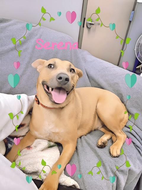 Serena, ADOPTABLE, Adult Female Terrier.