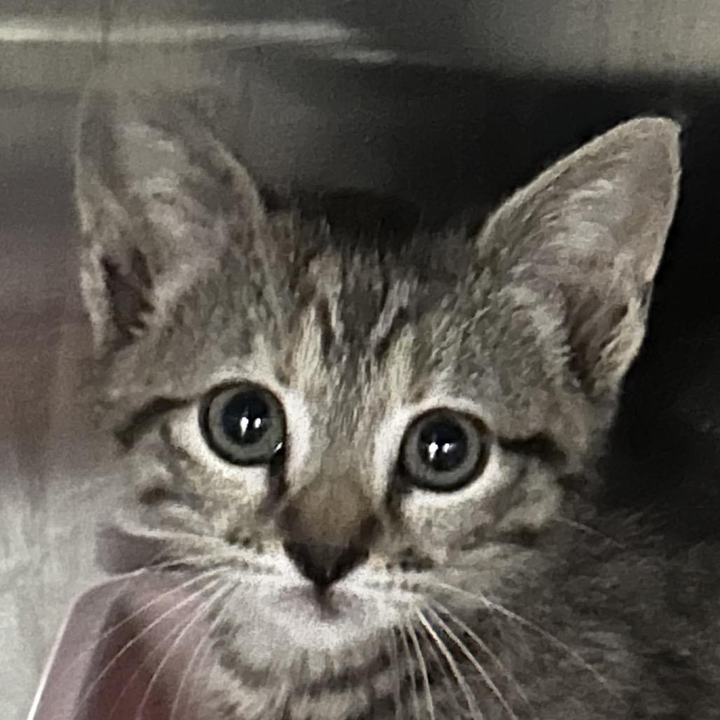 Enlarge Petunia, a Adoptable American Shorthair in mount vernon, AR image 1/1